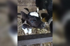 Голубоглазый теленок родился в Нюрбинском районе Якутии